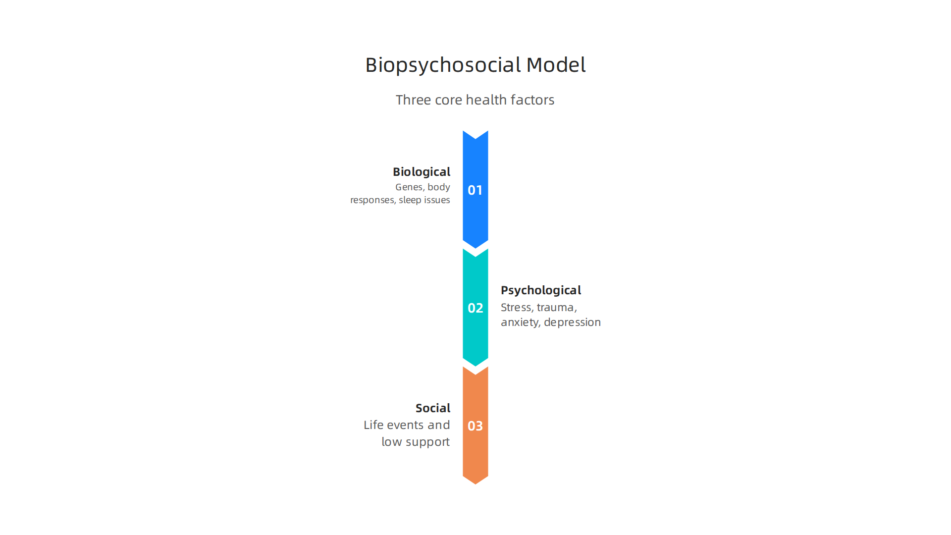 An infographic explaining the three core contributing factors—biological, psychological, and social—in the biopsychosocial model of health.